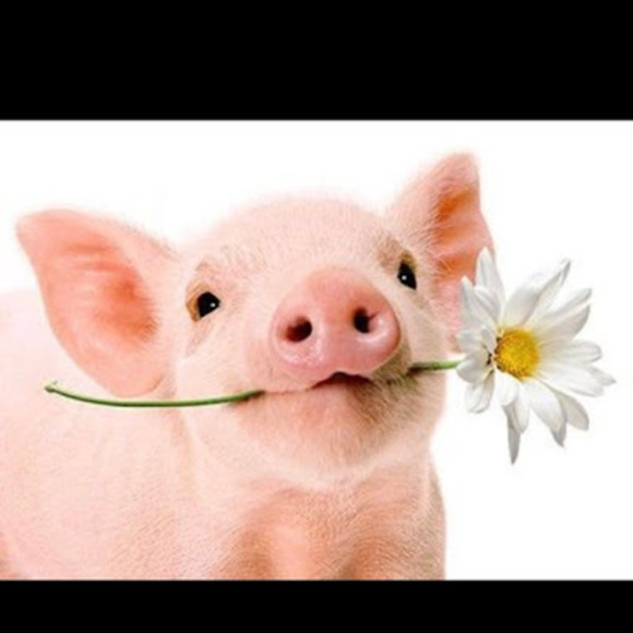 Meet your Posher, Gracie - Picture 1 of 1